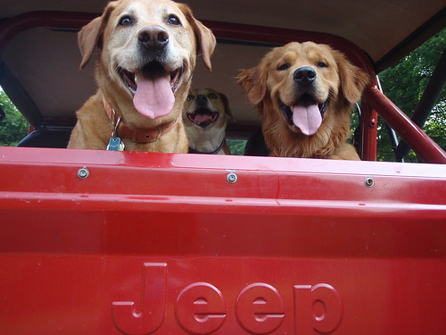 Dogs/Jeep by fiver753