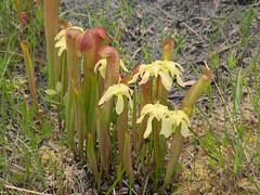 2009-05-02 Sarracenia hybrids in the Francis Marion National Forest - Berkeley County, South Carolina