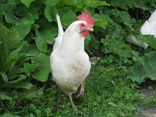 farm sanctuary chicken