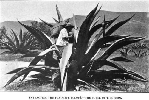 Extrayendo el consentido pulque – La maldición del peón. México 1904
