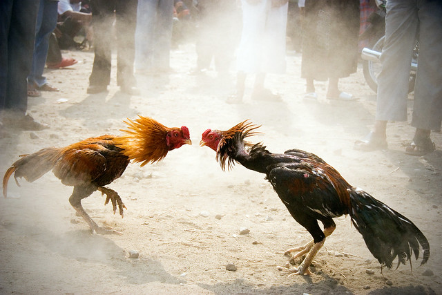 Cock Fighting Rooster 33