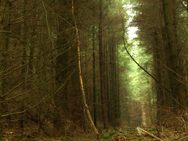 Download this Dalby Forest picture