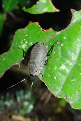 Blattodea (Borneo)