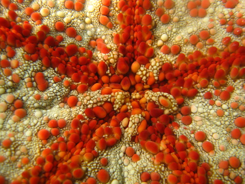 Starfish close up
