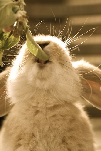 Cute Rabbit by Nicolebambi
