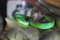 槟城蛇庙 Snake Temple of Penang