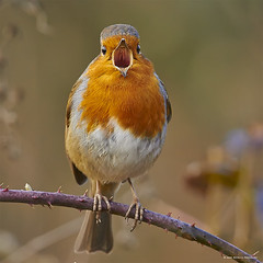 BIRDS SINGING OR CALLING
