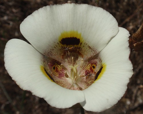 Mariposa Lily 01
