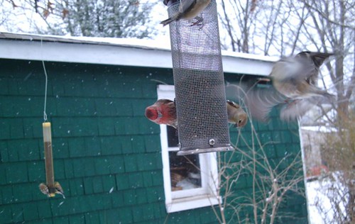 thistle bird feeder