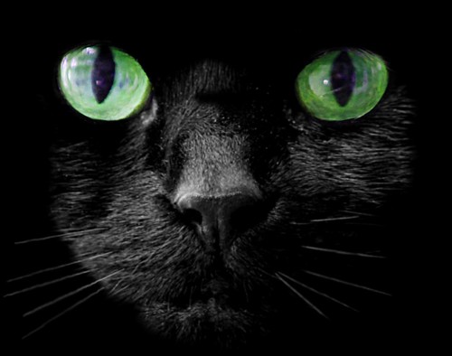 Black cat by doug88888