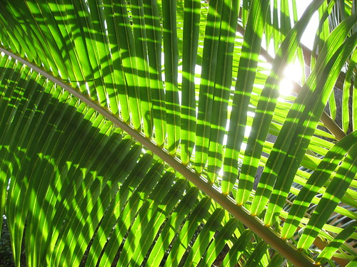 Light and palm