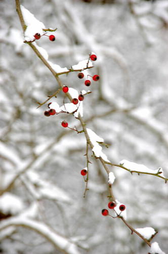 berries and snow