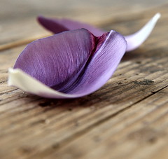 tulip petals