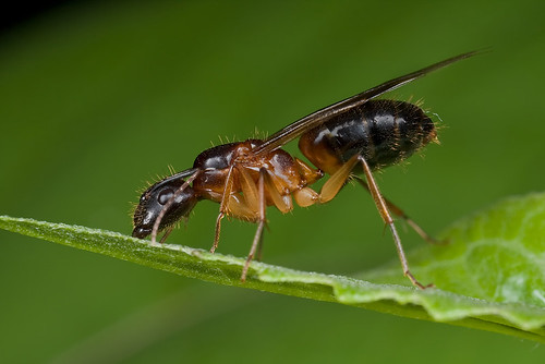 Camponotus sp. queen ant...IMG_8441 copy