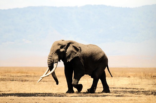 無料写真素材|動物|哺乳類|象・ゾウ