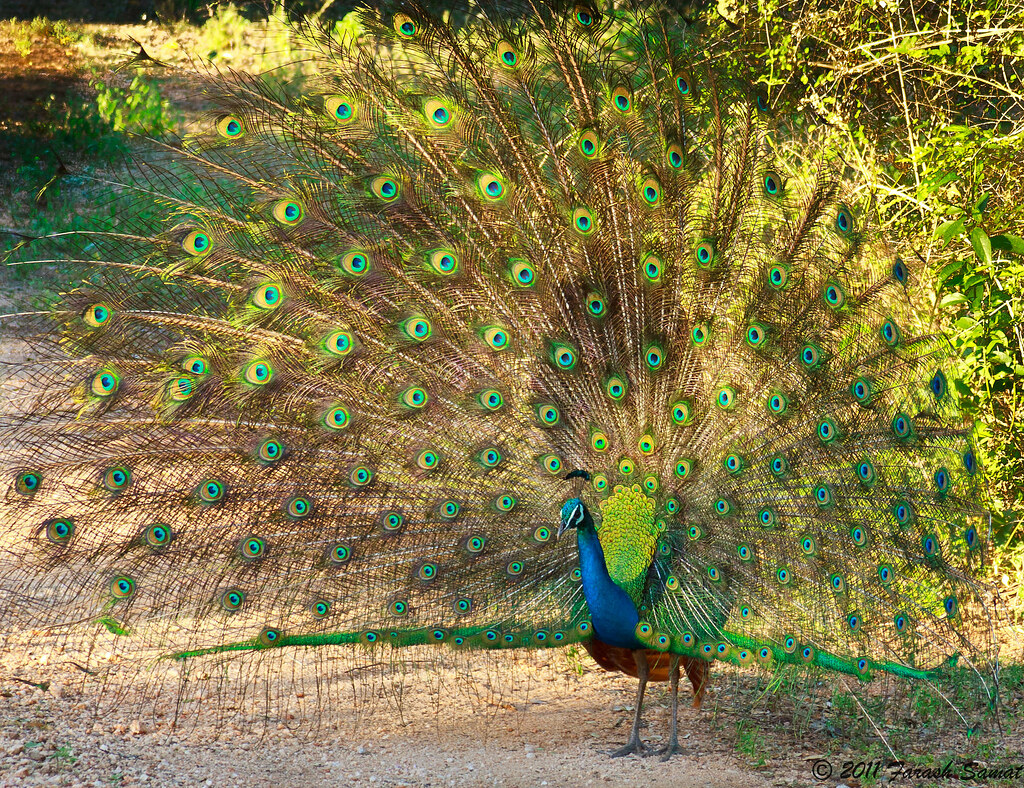 Peacock මොණරා