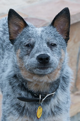 Wiley the Cattle Dog