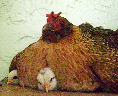 La mamá de los pollitos