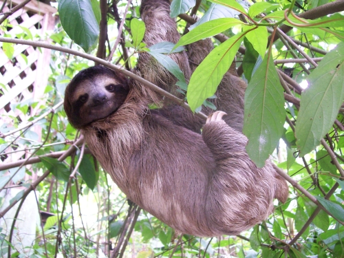 sloth found in a biological reserve in costa rica