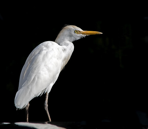 Florida egret by Alida's Photos