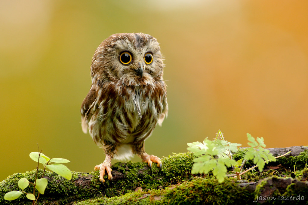 Picture of the Day: The Miniature Northern Saw-whet Owl 
