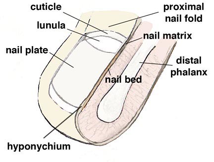 Toenail anatomy diagram showing the hyponychium, nail plate, nail bed,