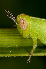 Orthoptera - Gafanhotos e grilos