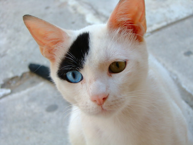 Two-Color Cat