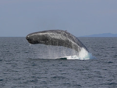 Sperm Whale breaching