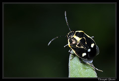 Heteroptera/Pentatomidae