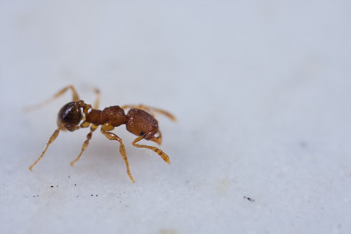 Bathroom ant at 5X (IMG_6723 copy)
