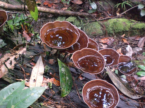 Fungos (cogumelos). by Ana Dec