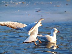 A little study of 35 pics on Seagulls how the use their Wings