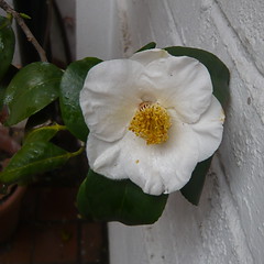 Gardens - Camellia