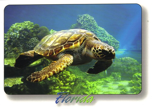 LARGE Florida underwater sea turtle postcard - available