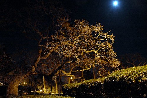Supported Spread Oak and the bright blue moon, San Mateo, California, USA by Wonderlane