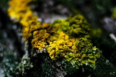 Lichenes