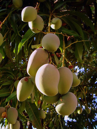 Frutas del Zulia: Mango by urdaneta.md