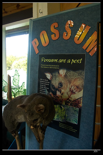 有害動物, 壓死不罰錢; Possum is a kind of Pest