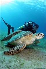 Port Ghalib Hawksbill Turtles