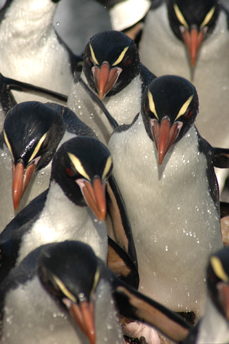 Snares Crested Penguin Mass by Darren Scott Photo & Furniture