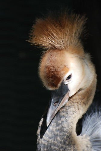 Baby Grey Crowned Crane