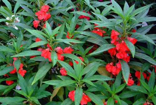 BALSAMINACEAE 鳳仙花科 - Garden Balsam (Impatiens balsamina L.) 鳳仙花