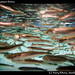 Monterey Aquarium fishies