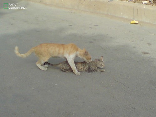 cats on streets