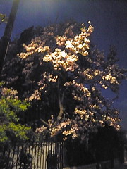 Gardens Magnolia