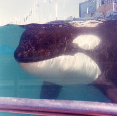 Orcas, Sea World, California, 1980-1981