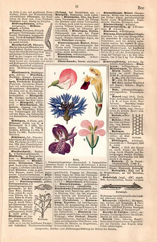 flower dictionary with pictures