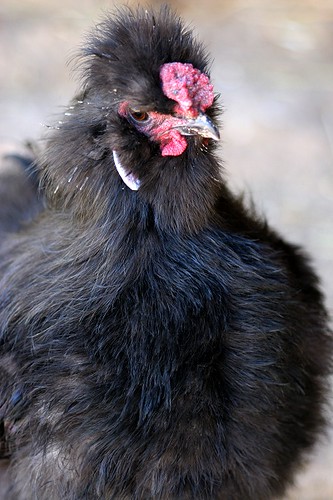 Ferdinand the silkie rooster