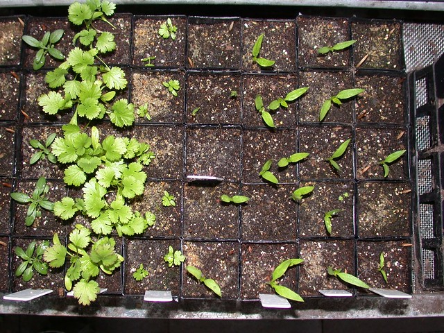 Hyssop-Coriander-Celery-Chilli-Seedlings-8731